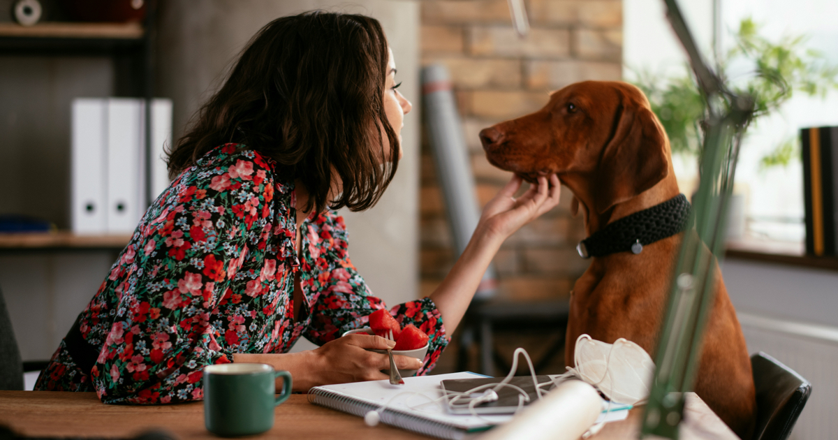 Hund på jobbet? Här är reglerna som underlättar