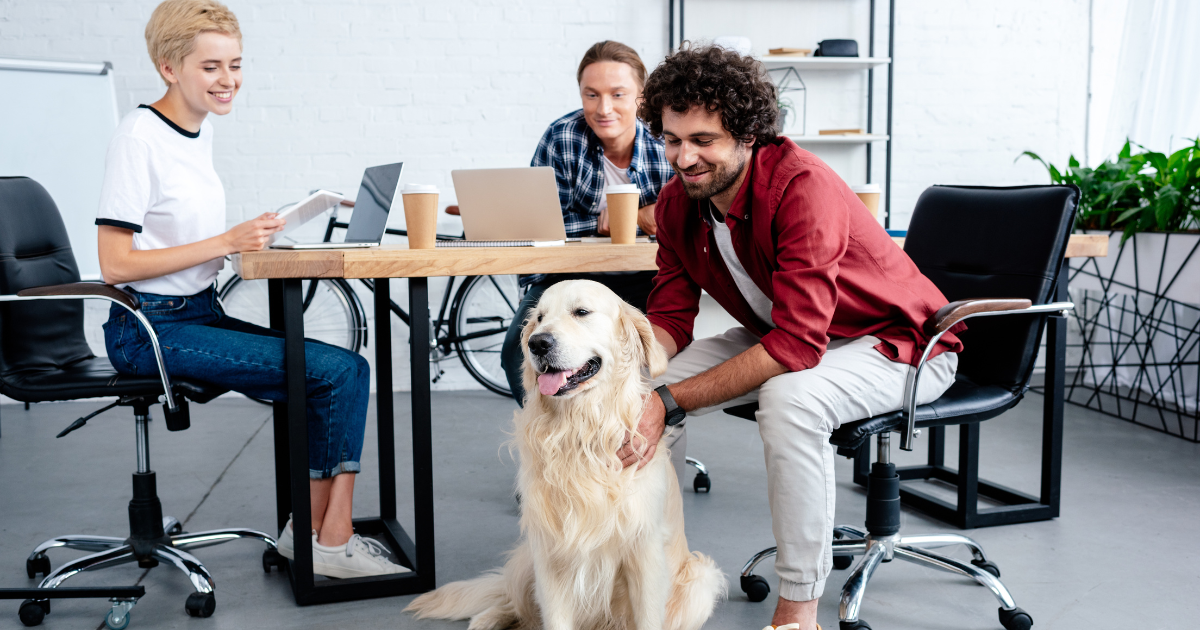 Hund på jobbet? Här är reglerna som underlättar